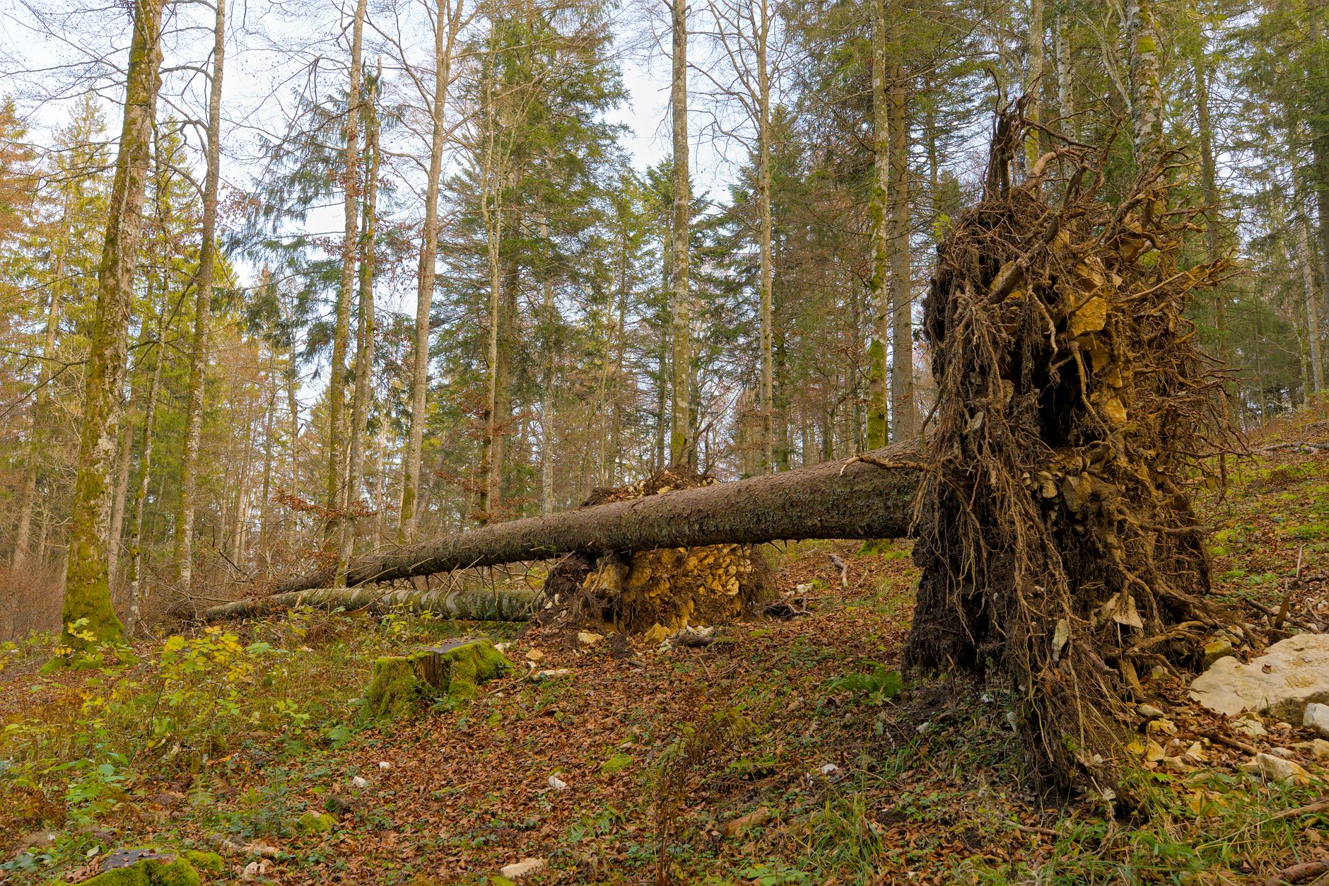Enlèvement arbre urgence à Montbéliard